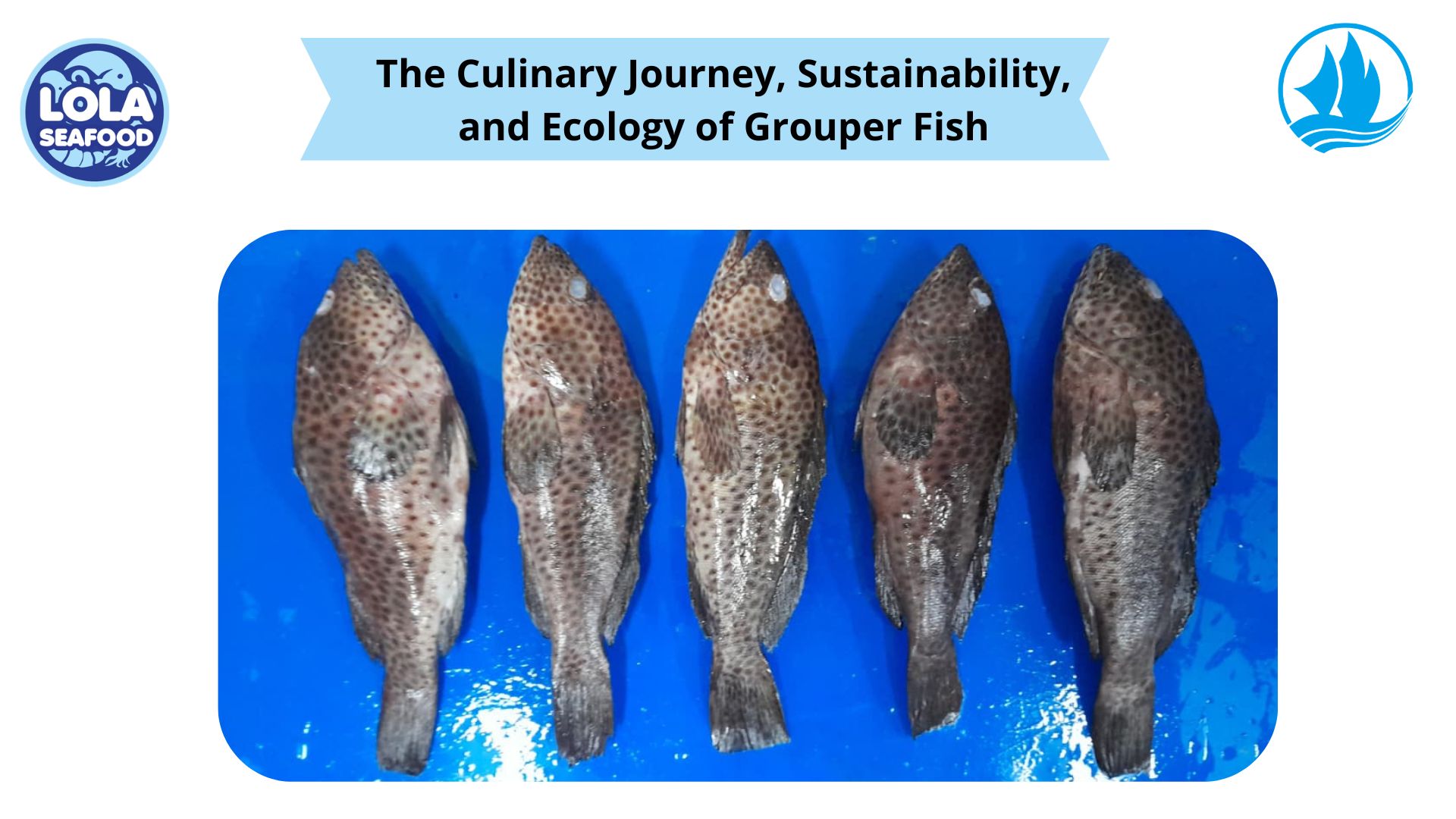 The Culinary Journey, Sustainability, and Ecology of Grouper Fish